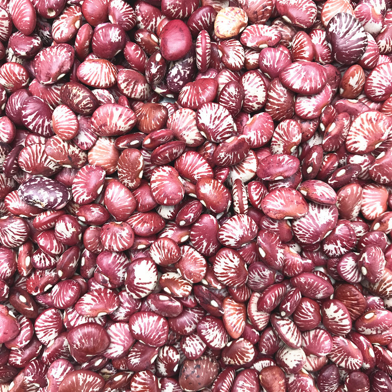 批发斑马豆 小粒荷包豆 小花豆小扁豆 五谷杂粮 八宝粥 炖汤原料