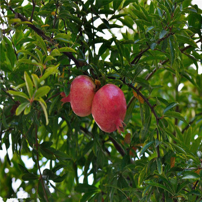 供应1-5公分石榴树 突尼斯无籽石榴品种 嫁接果大巨蜜石榴