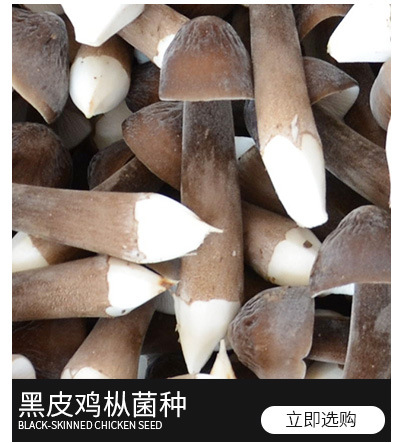 新鲜农产品黑皮鸡枞菌菇 当日采摘爽口煲汤食用菌菌菇鸡枞菌蘑菇