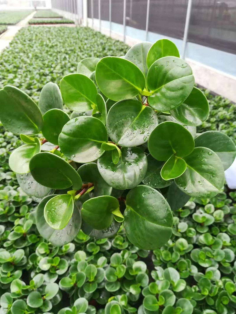 【基地直供】观叶植物 室内吸甲醛花卉小盆栽绿植 140#青叶碧玉