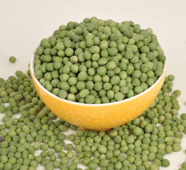 产地货源东北大豆青豆非转基因青大豆 豆类杂粮50kg/件厂家直销