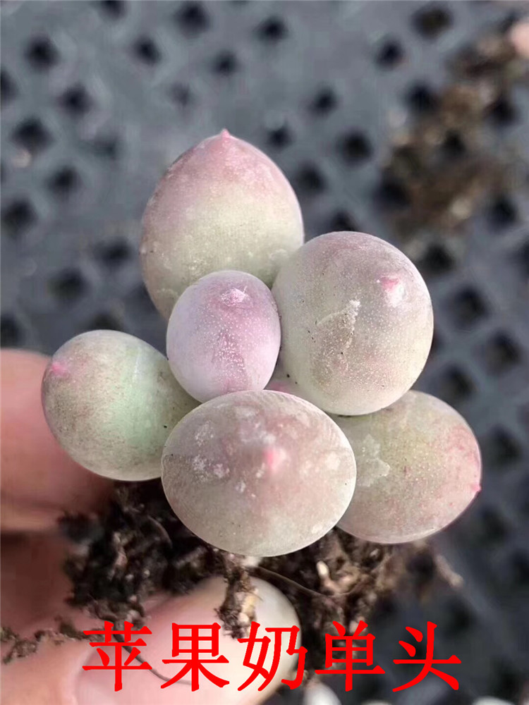 065多肉种植基地批发 苹果奶单头小号 状态一流多肉品种裸根发