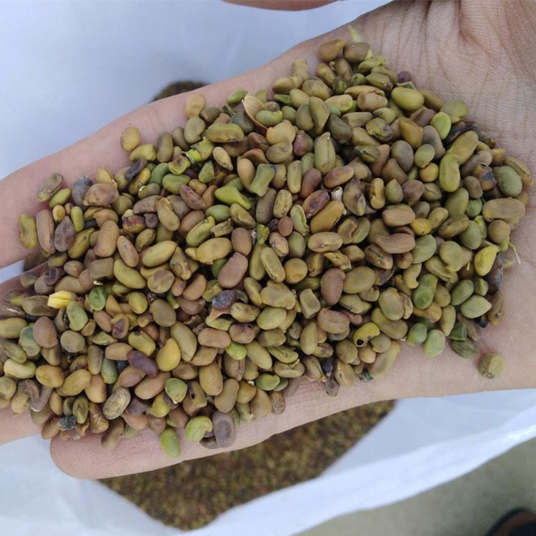 批发林木种子 柠条种子 小叶锦鸡儿种子 多花灌木 绿化树种籽