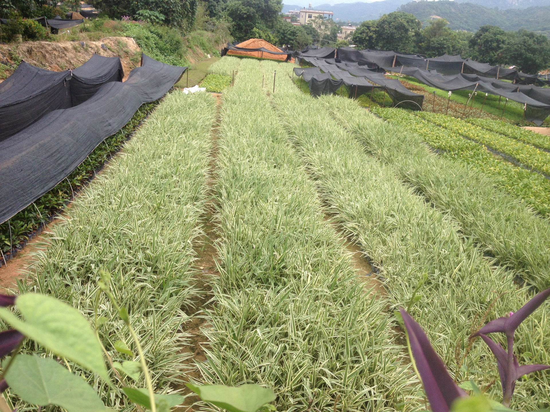 批发春羽杯苗福建春羽袋苗庭院喜阴植物规格齐全量大价优