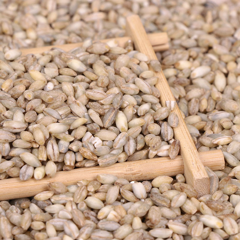 大量现货 生青稞米 蓝青稞麦仁 煮粥五谷粗粮青海青稞米