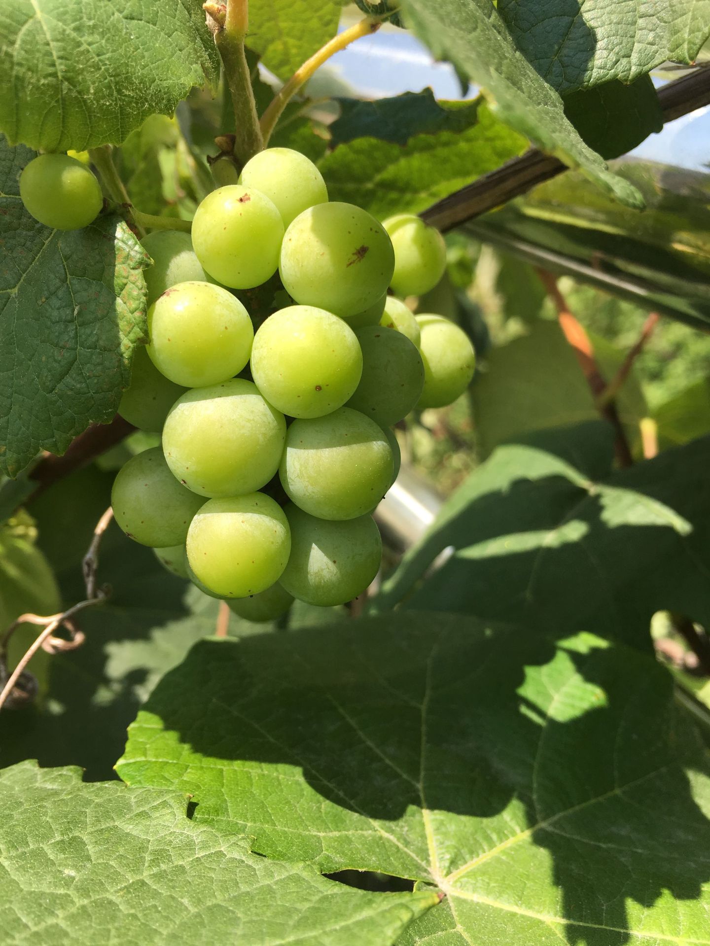 又一年的葡萄结果子  没有往年结的多  依然觉得很好  凡事都