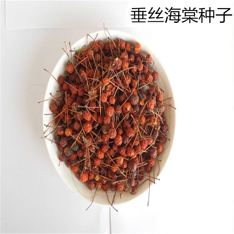 海棠花花种子-海棠花花种子厂家,品牌,图片,热帖-阿里巴巴