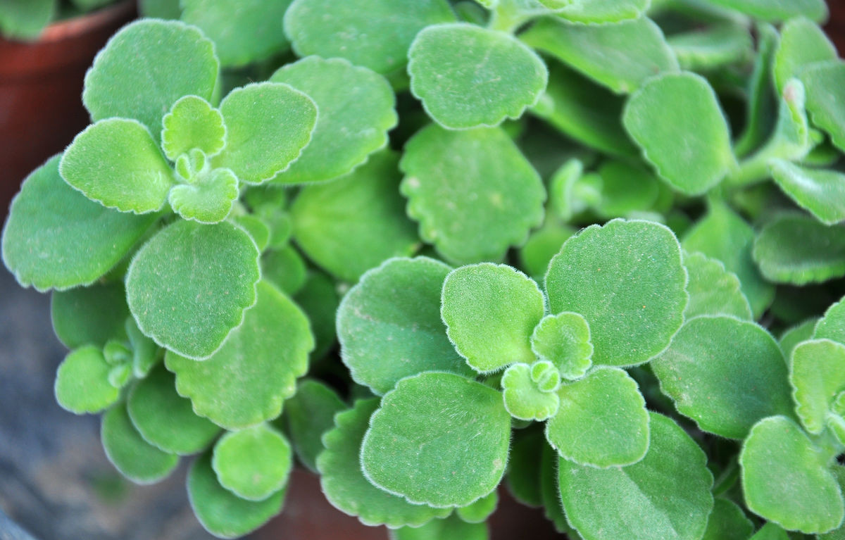 碰碰香苗花苗盆栽一抹香办公室内桌面植物苗驱蚊香草绿植触留香树