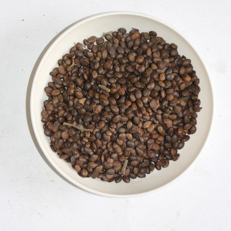 相思树台湾相思树种子 相思树种子 保质保量 园林绿化相思树