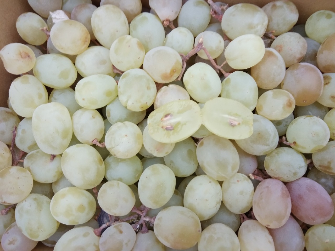 供应新疆特产当季水果吐鲁番木纳格葡萄非无核白10斤装