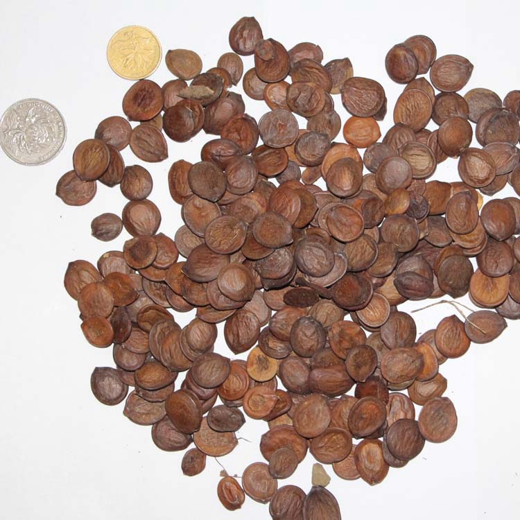 批发新采树种子羊蹄甲种子 红花洋蹄甲 大花紫荆种子 洋紫荆种子