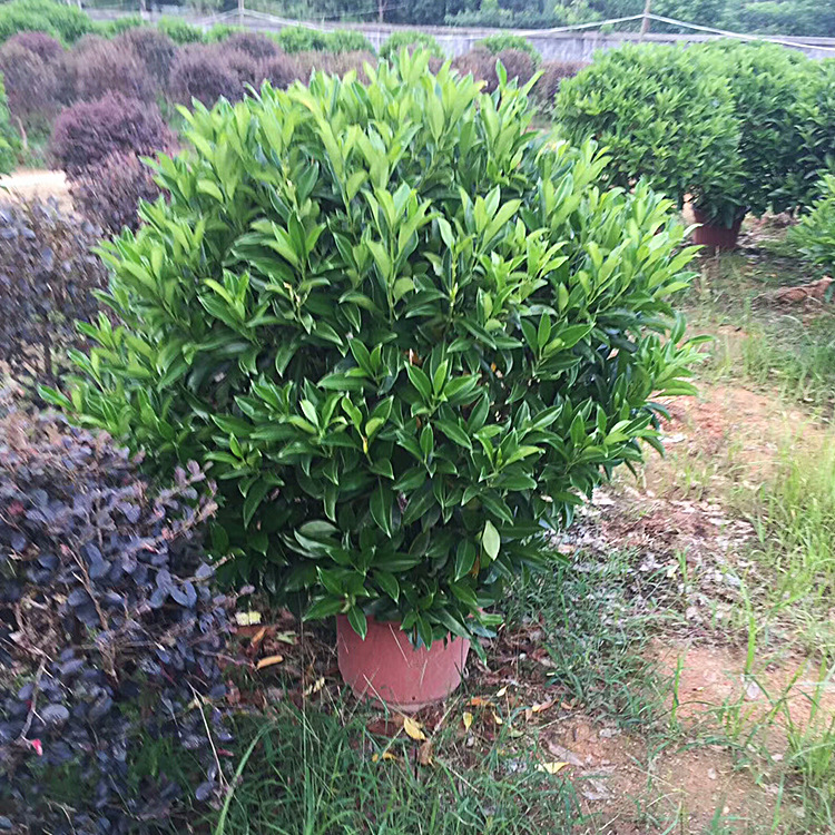 基地直供非洲茉莉球灰莉木常绿灌木园林绿化苗木批发量大价优