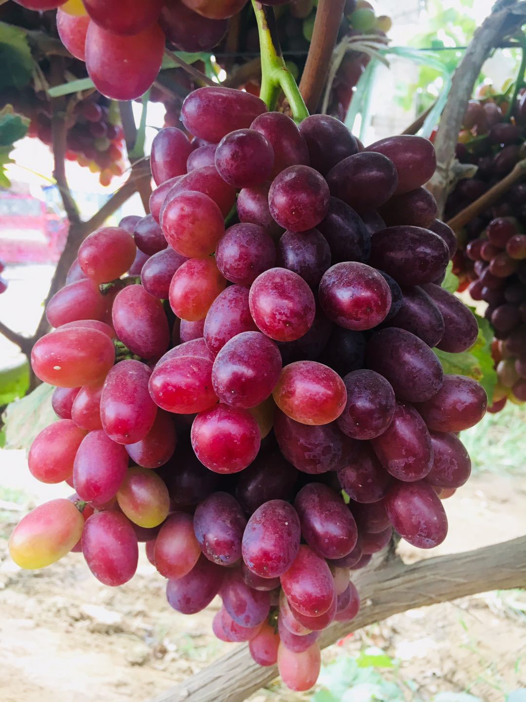 供应 冰美人无籽葡萄 农家自种 现摘现发 克伦生 无籽红提.