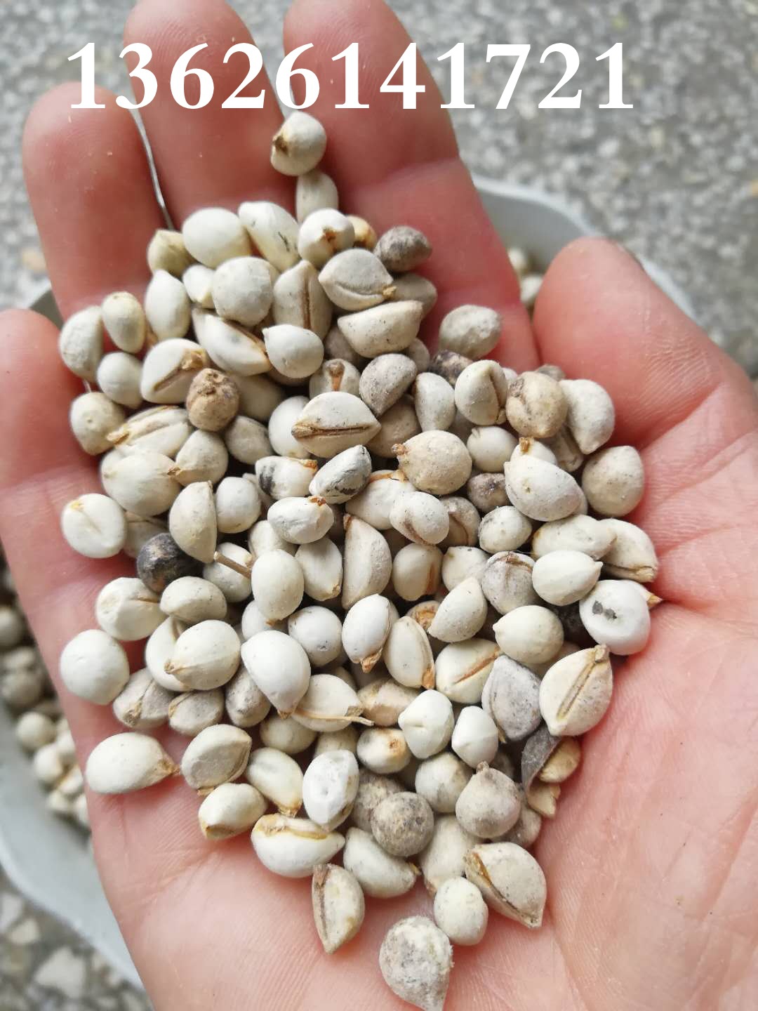 乌桕种子山乌桕种子桕子树木子树四季播种林木种籽