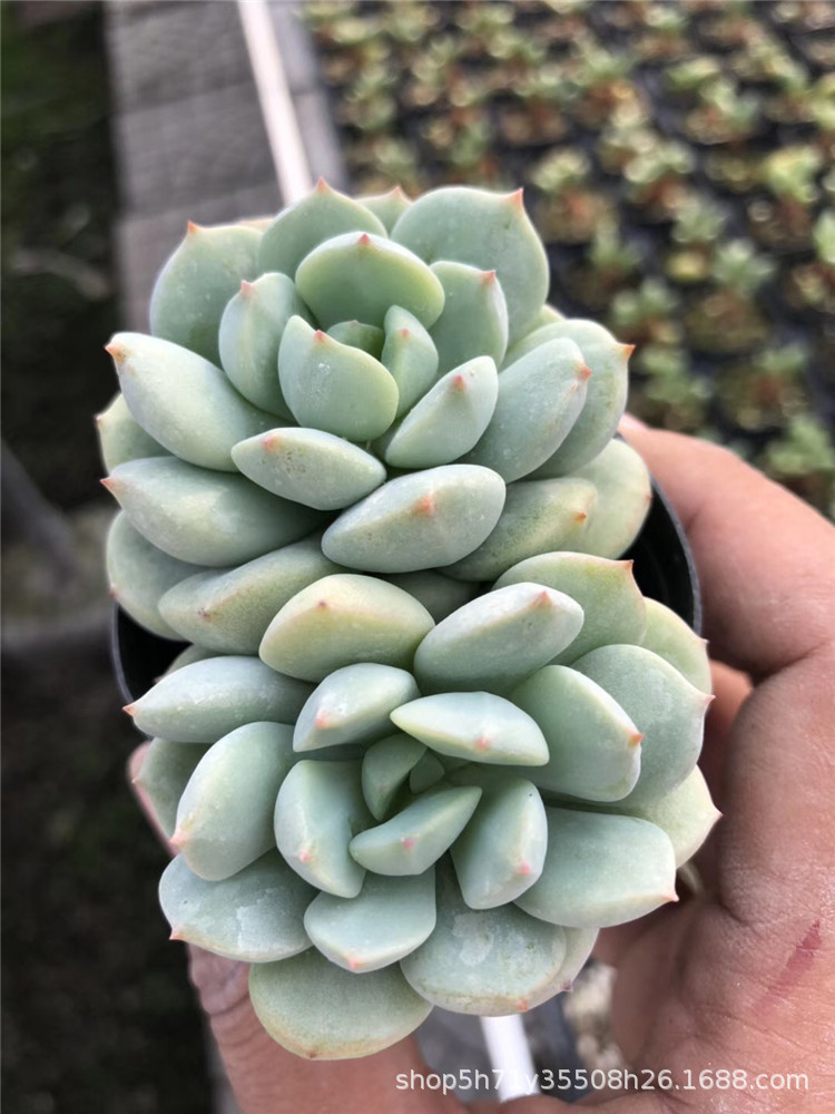 738多肉植物大棚批发露养 阿兰塔群2-3头 品相好裸根发多肉品种