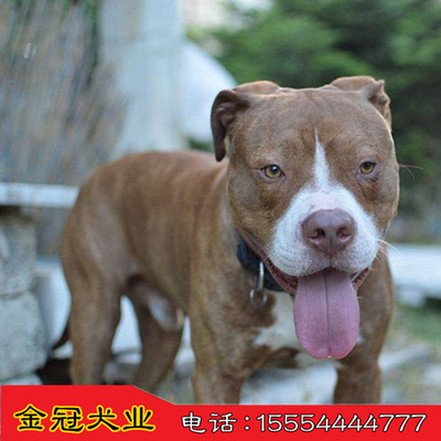 出售比特犬 公母都有 疫苗齐全 三个月包退换