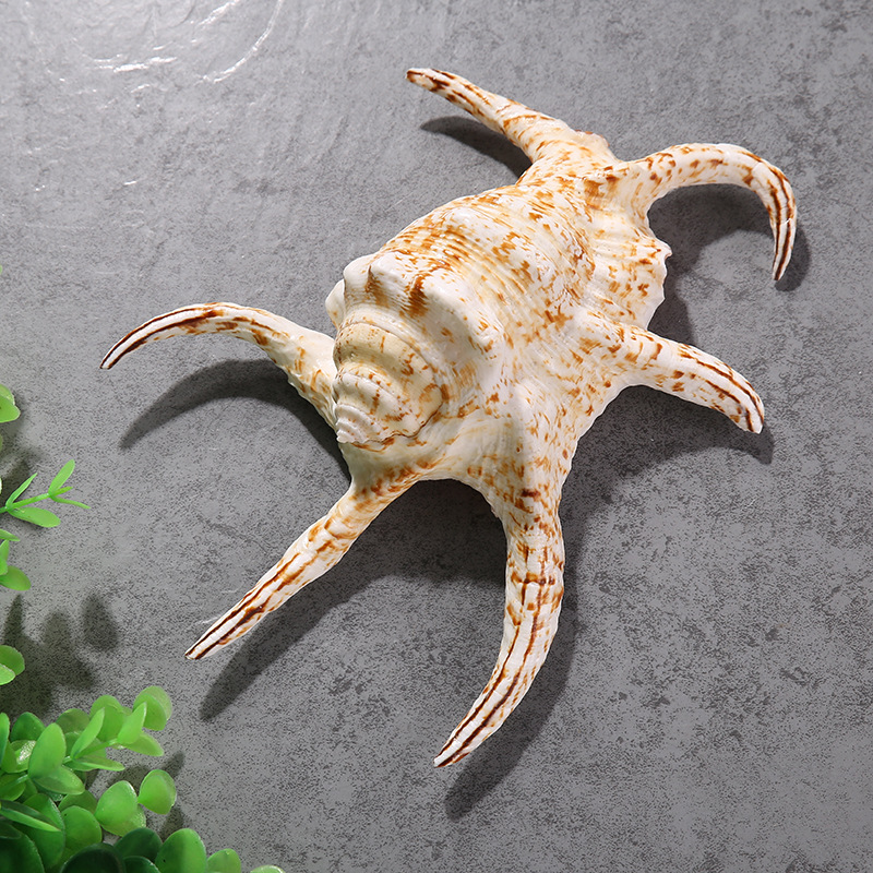 厂家直销海洋a级大六爪螺海螺贝壳装饰品鱼缸水族箱摆件批发