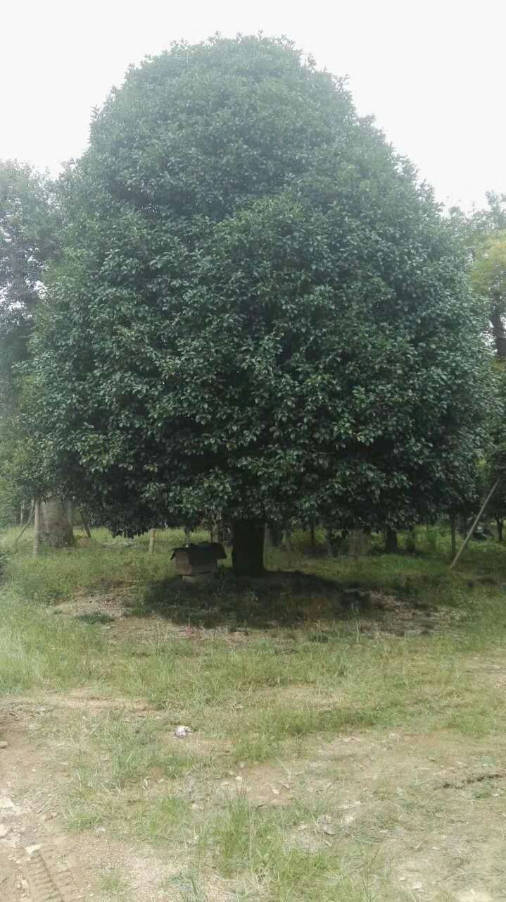 批发大桂花树 15-20-30cm专业金桂花树 丹桂 八月桂花价格