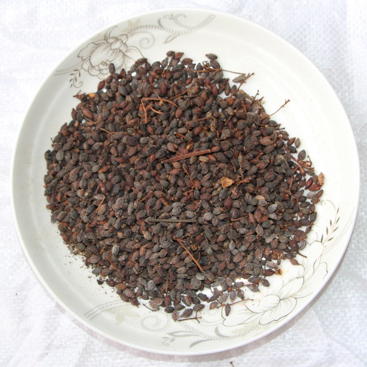 批发法国冬青种子 日本珊瑚树种子 早禾树种子 量大从优