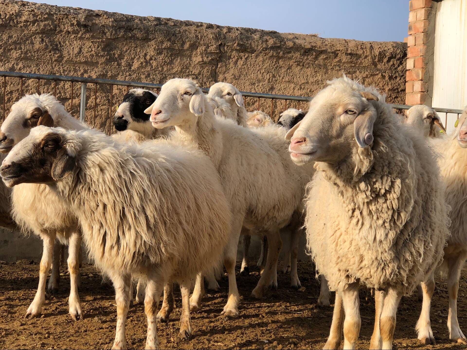 宁夏盐池恒润带脊骨羊排盐惠麻黄山草滩羊肉羊排批发零售盐池滩羊