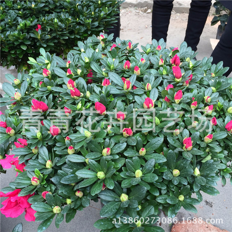 供应:福建花卉:永福花卉比利时西洋杜鹃室内盆景花卉-阿里巴巴