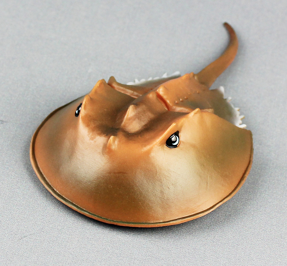 新款鲎仿真海洋生物海洋动物模型塑料海底动物儿童地摊玩具认知