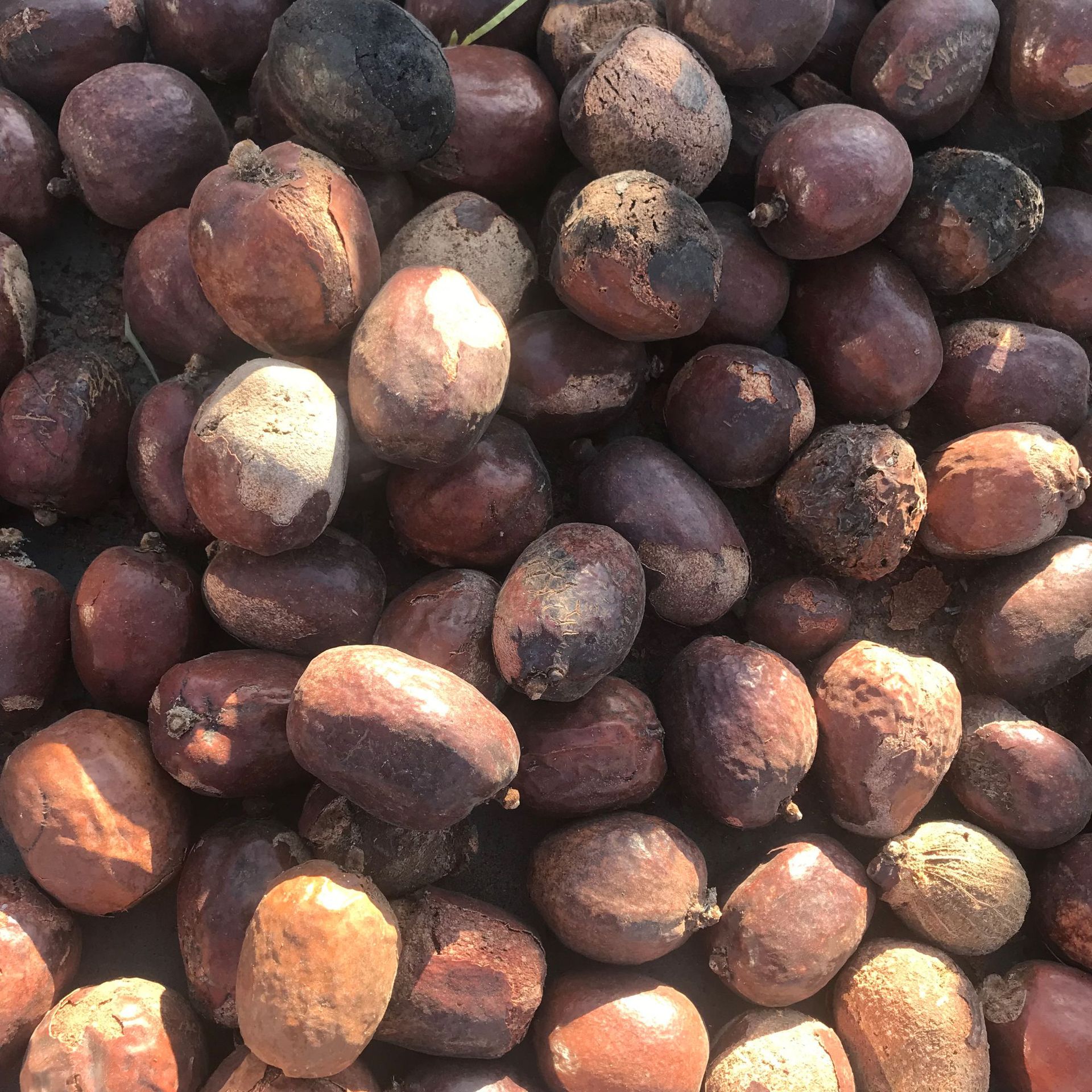 金灯菩提原籽 释迦菩提原料 红皮佛心果菩提 空心菩提老果论斤批