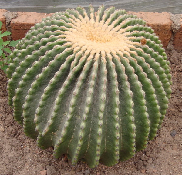 短刺金虎 裸虎 群生短刺金琥 无刺金琥    沙生植物造景品种