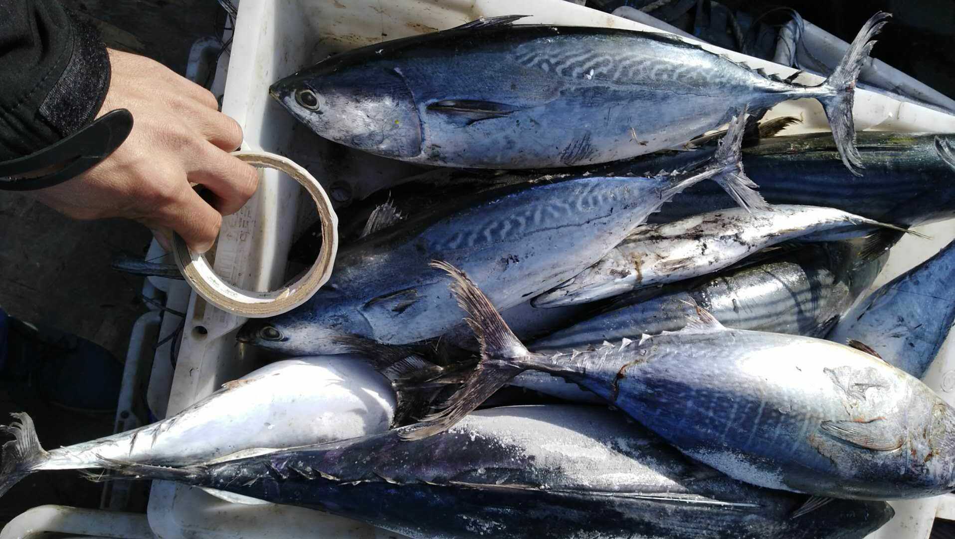 出口一级冷冻西瓜皮,鲣鱼,炮弹鱼,炸弹鱼,深海大鱼,冷冻海鲜