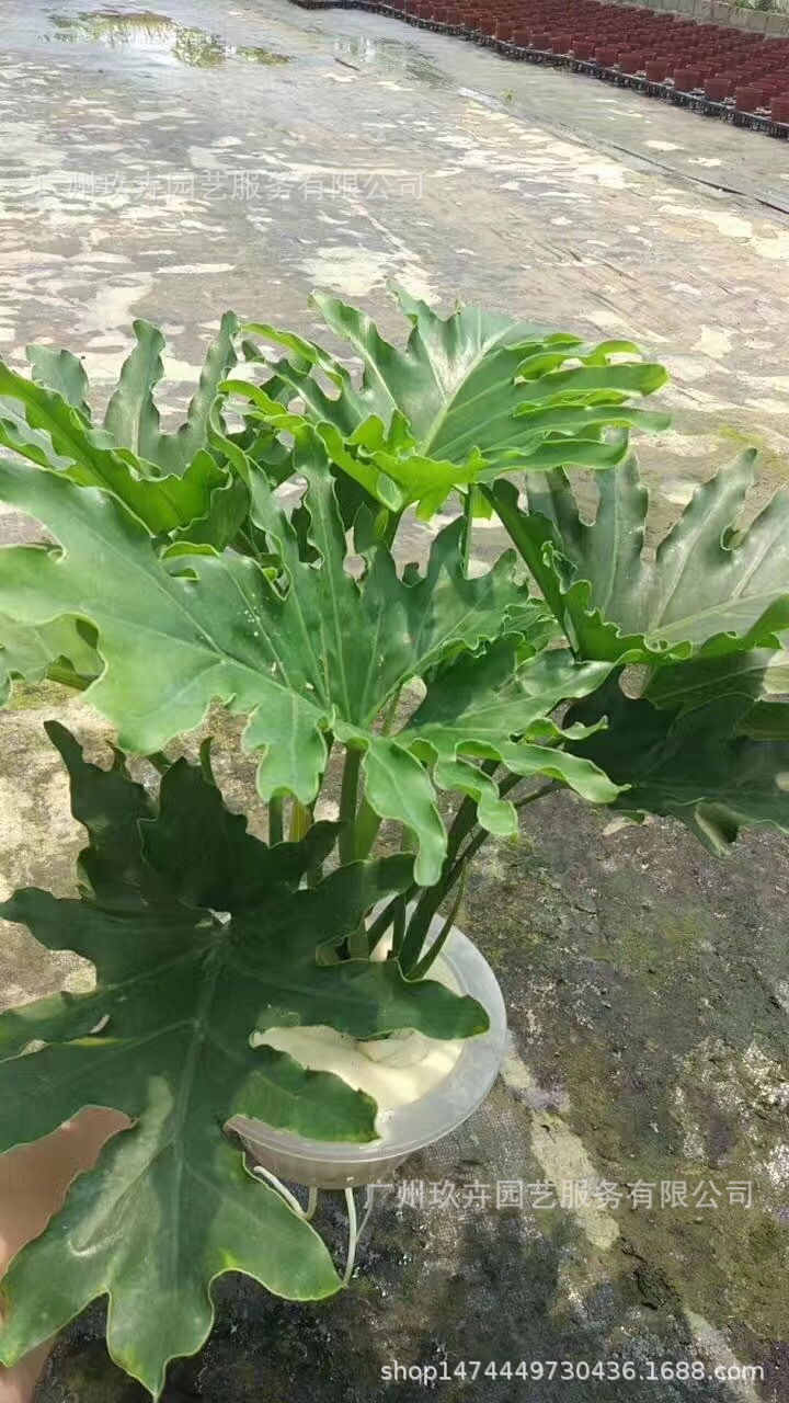 水培春芋 观 叶植物 观叶盆栽 桌面盆栽 观赏盆栽 基地直销