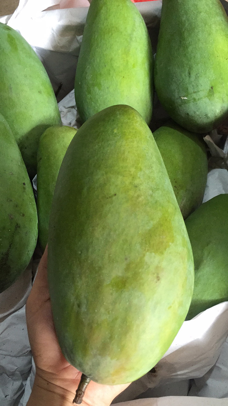越南大青芒果8斤 大金煌芒青皮金煌芒果5斤水果