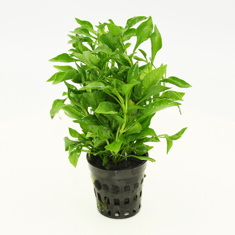 鱼缸水草活体绿波阴性水草中前景水草水族箱装饰观赏植物批发代发