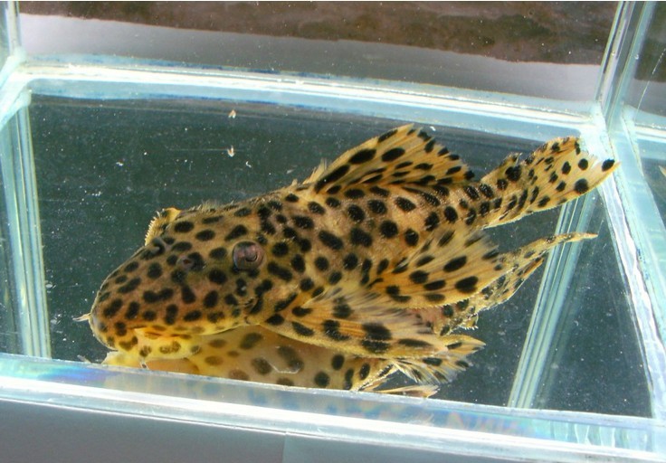 黄金帝王花豹 宠物鱼 异型鱼 热带鱼-阿里巴巴