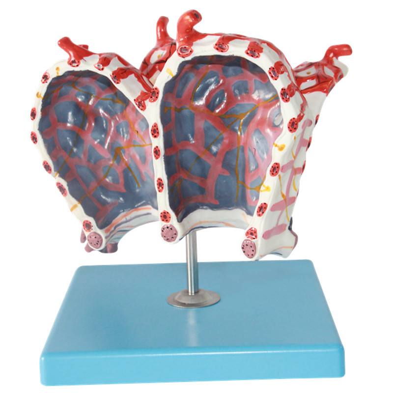 上海星寿人体肺泡模型