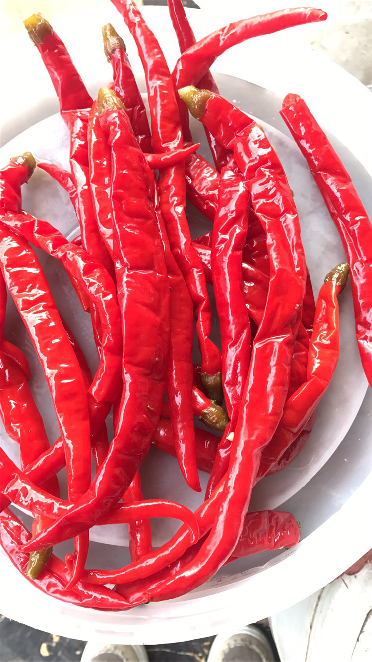 招商 四川泡红椒泡老二荆条