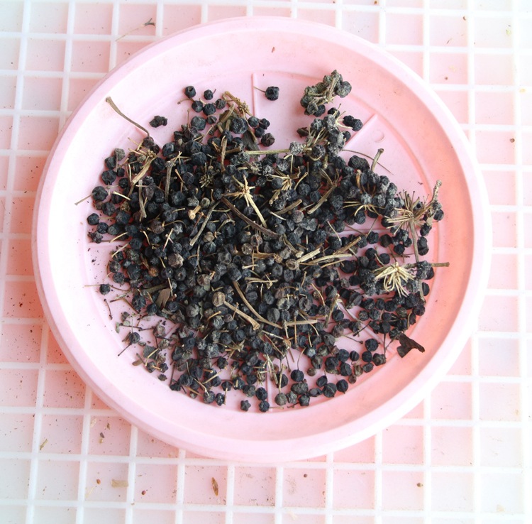 基地直销 供应八角金盘种子 林木种子八角金盘籽基地发货