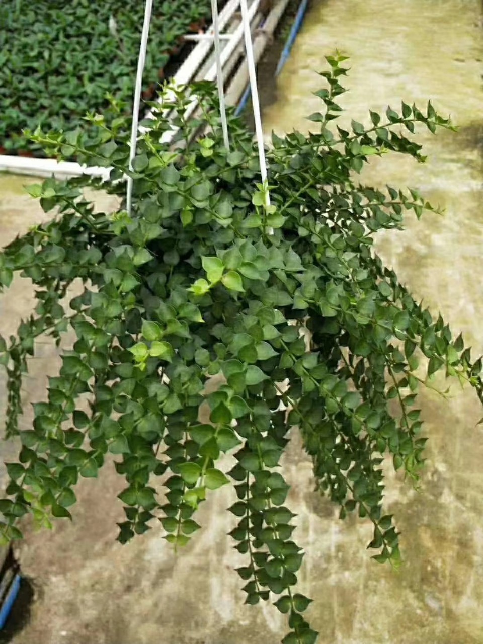 垂吊植物/盆栽花卉/百万心180