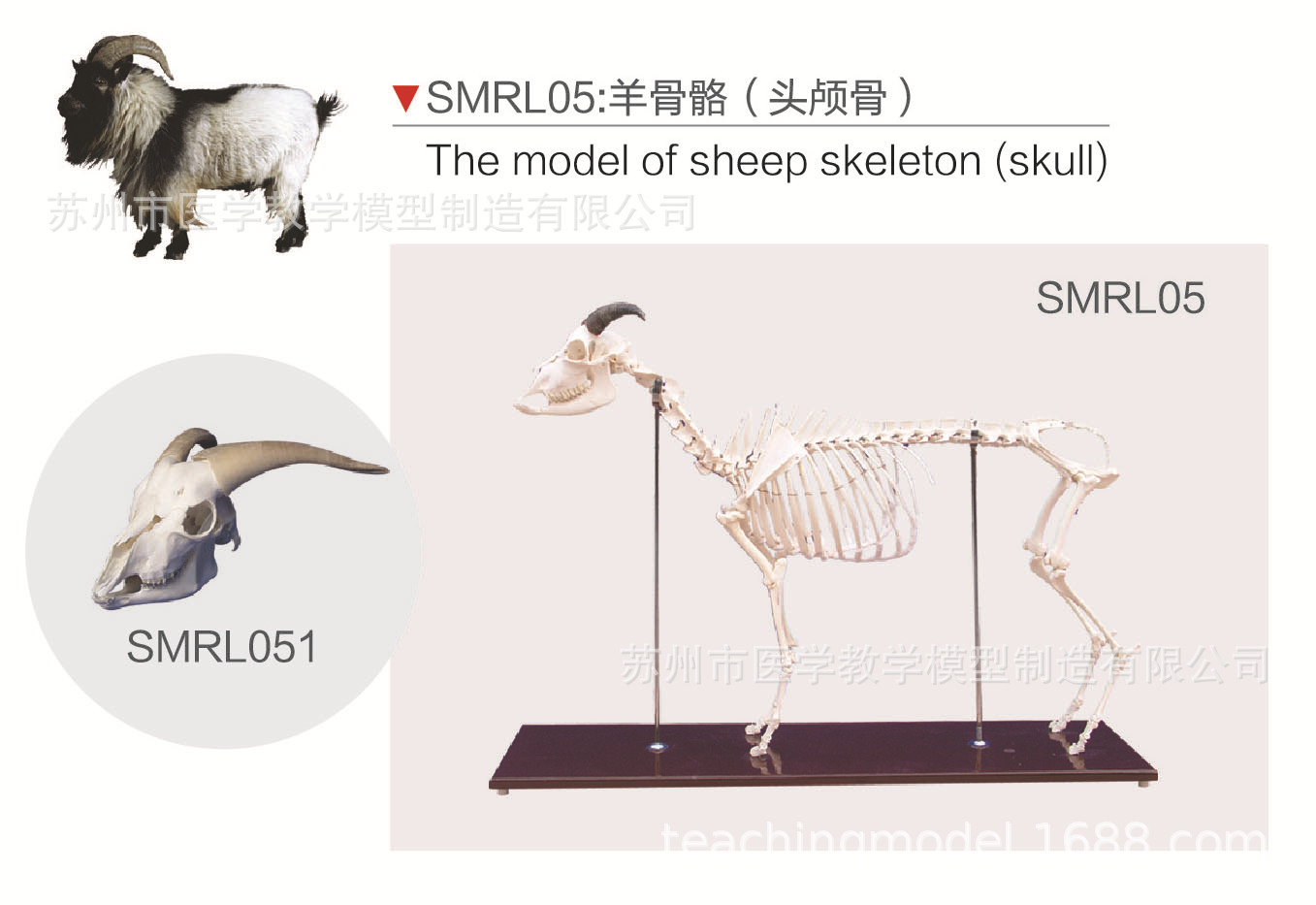 smrl05羊骨骼(头颅骨)