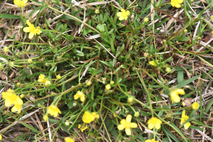 同时,猫爪草应用范围十分广泛,部分地区野生猫爪草不断被挖掘,数量