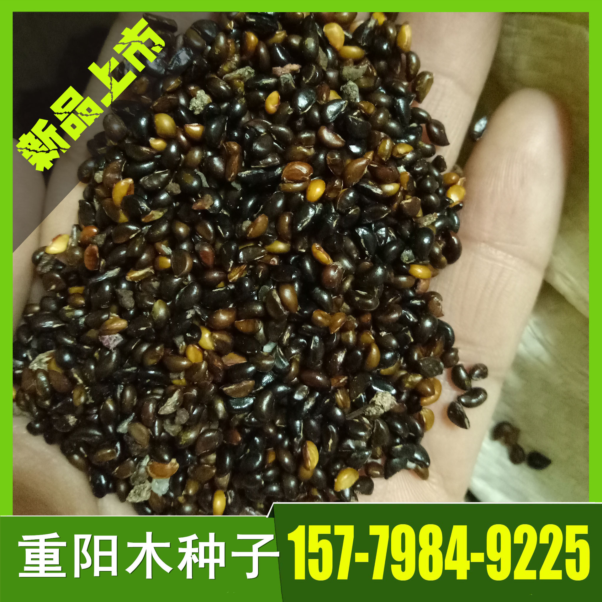 供应重阳木种子 当年新采重阳木种子 重阳木种子图片 林木种子