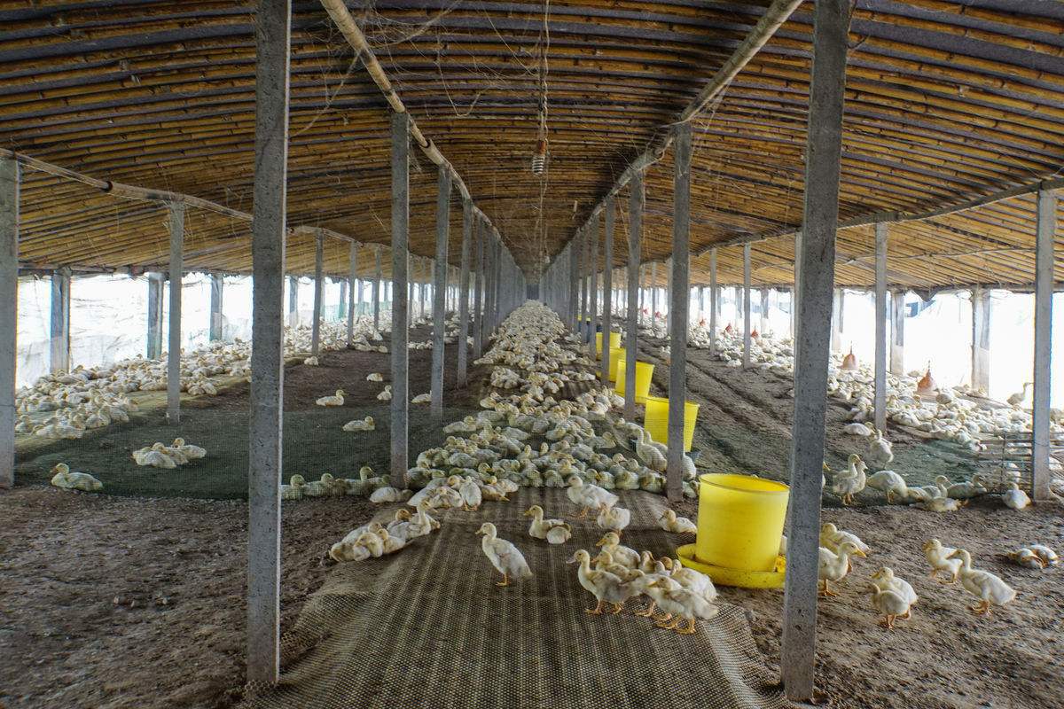 供求信息 企业合作 > 正文    由于鸭类等家禽的肠道较短,所以鸭群吃