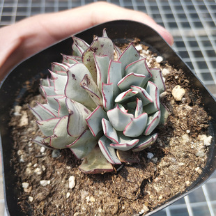 剑司诺娃多肉多肉植物盆栽 精品多肉