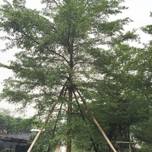 大叶榄仁树苗遮阳遮荫绿化风景树雨伞树懒人盆栽庭院别墅四季常绿