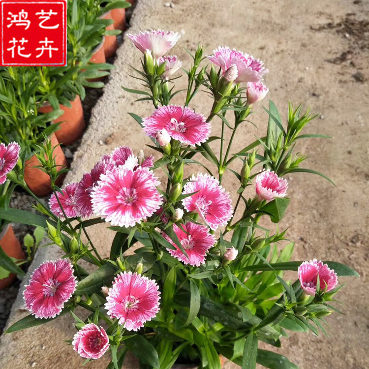 常夏石竹优质五彩地被石竹 多年生宿根花卉 盆栽景观园林工程绿化