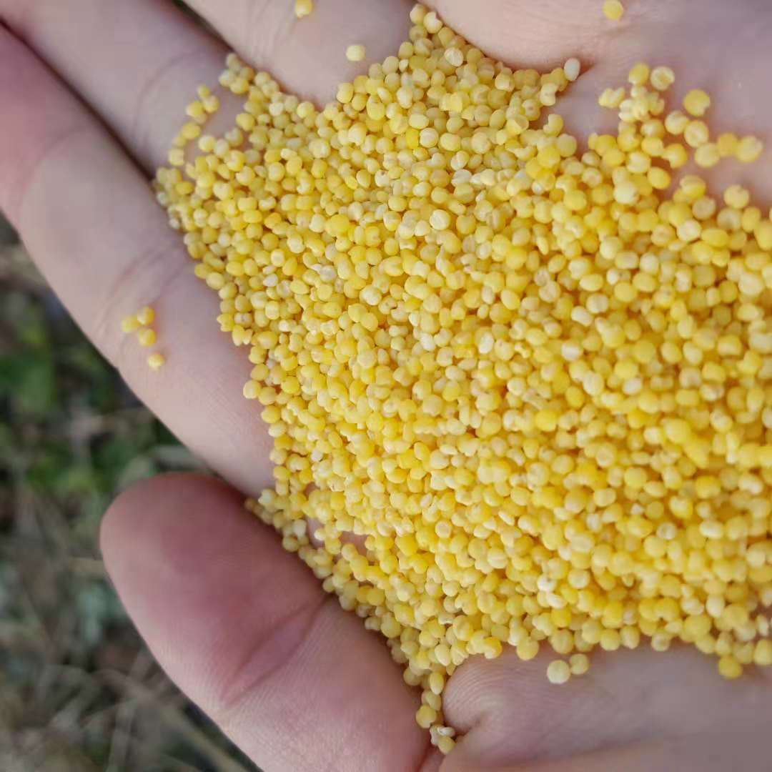 东北农家五谷杂粮新小米粟米黄谷米产妇月子粗粮500克