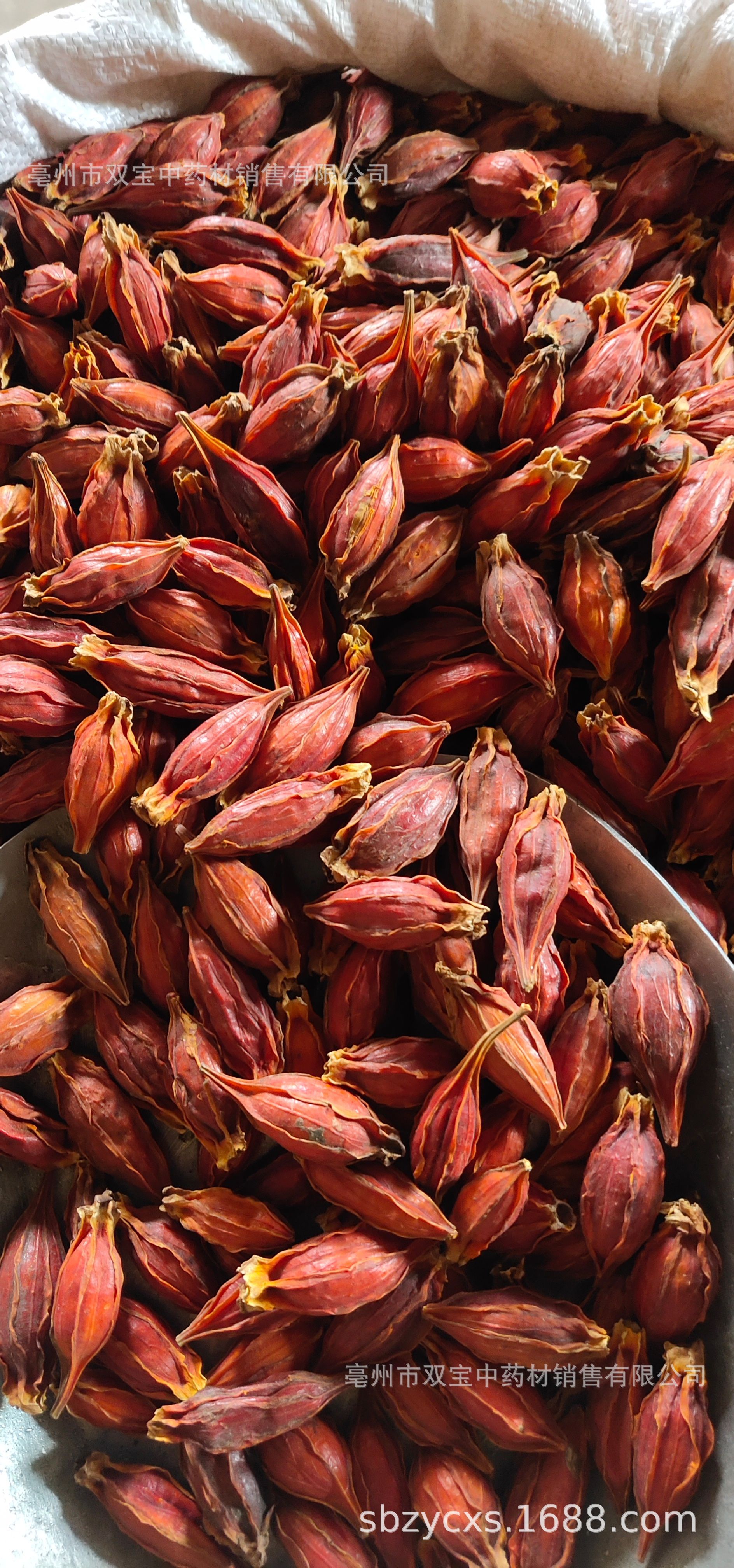 双宝供应散装 江西红栀子 山栀子 水栀子 枝子茶各种规格栀子大货