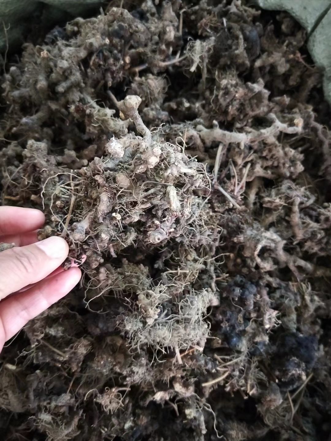 批发淫羊藿根仙灵脾根每件500克