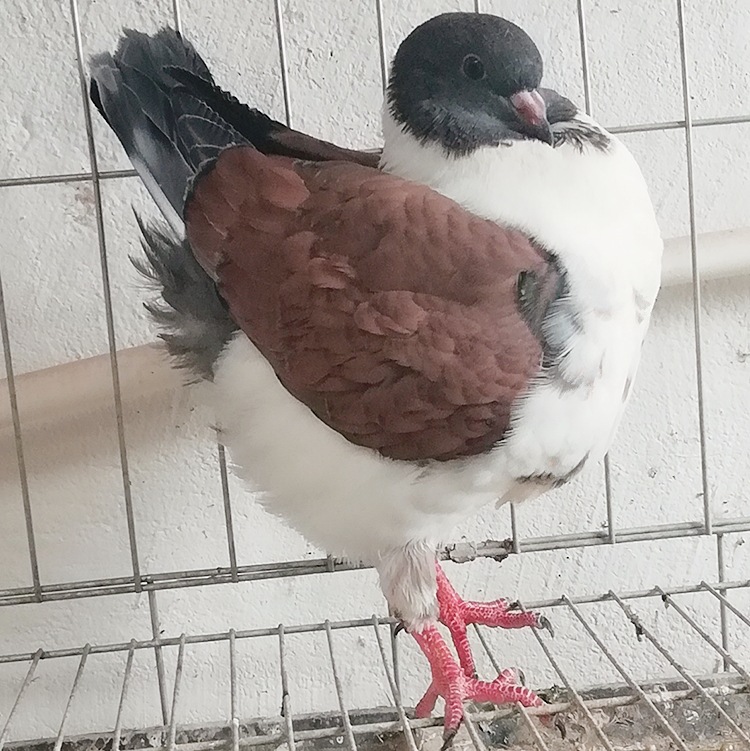 摩登娜鸽图片 红色摩登娜观赏鸽种鸽养殖场 摩登娜小鸽价格