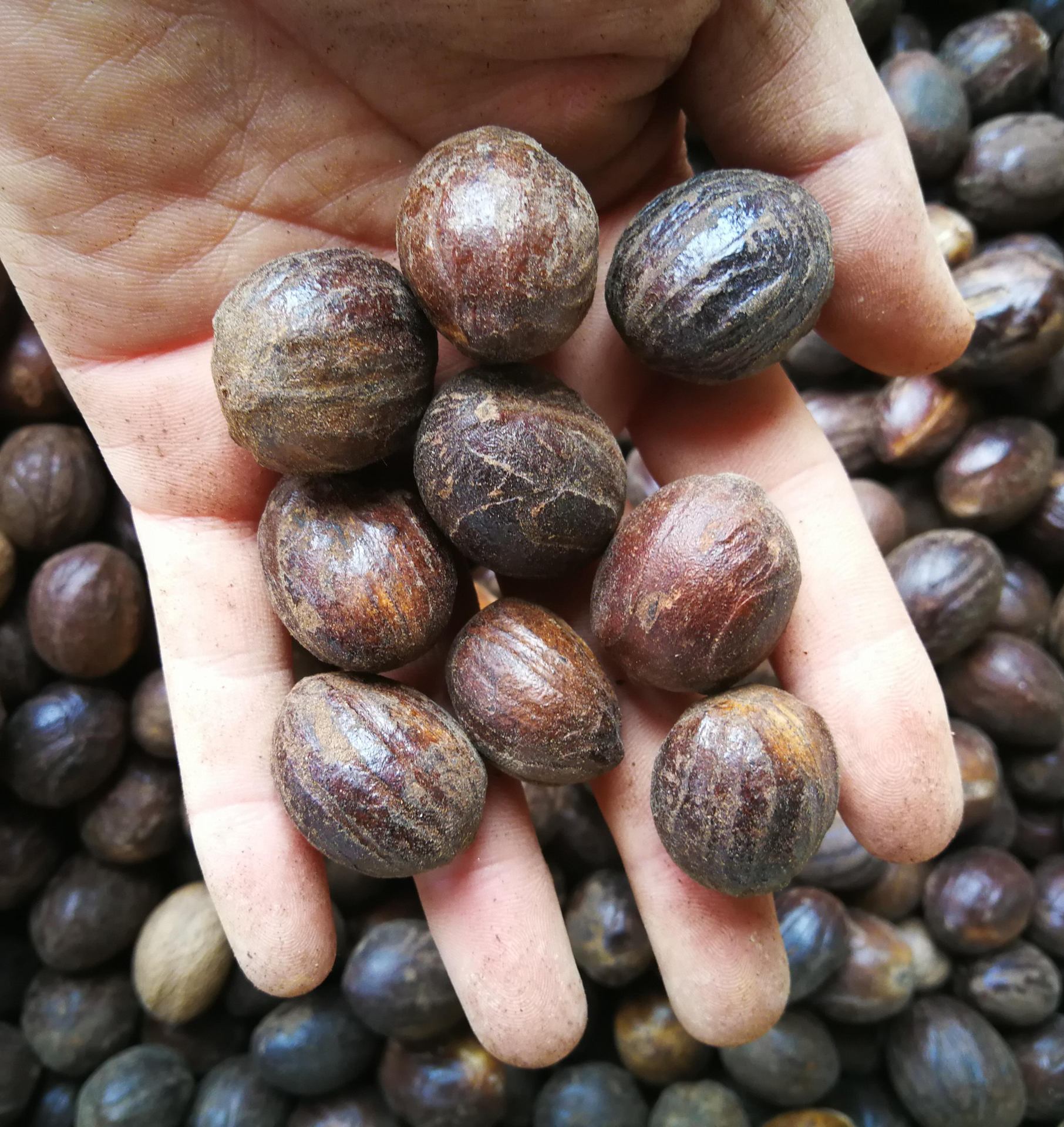 产地直销质圆香果 精选圆香果散装肉豆寇 圆香果 另有长香果