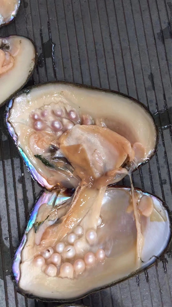 淡水养殖珍珠蚌 海鲜 鲜活 贝类水产养殖鲜活 淡水养殖珍珠蚌 大